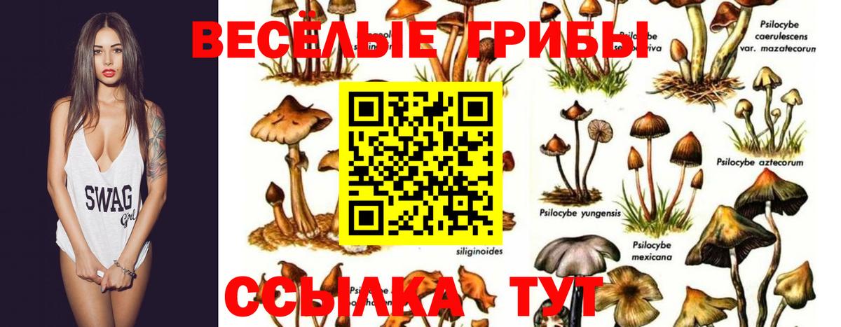 Кашира  Псилоцибиновые грибы GOLDEN TEACHER  Вход с VPN 